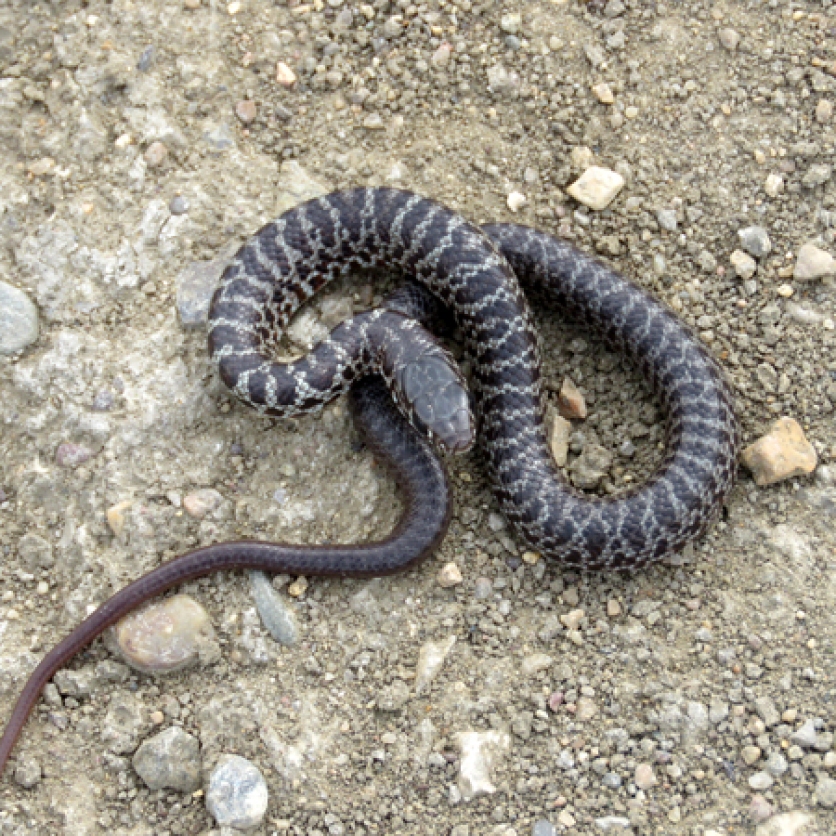 Snake on road, id unknown