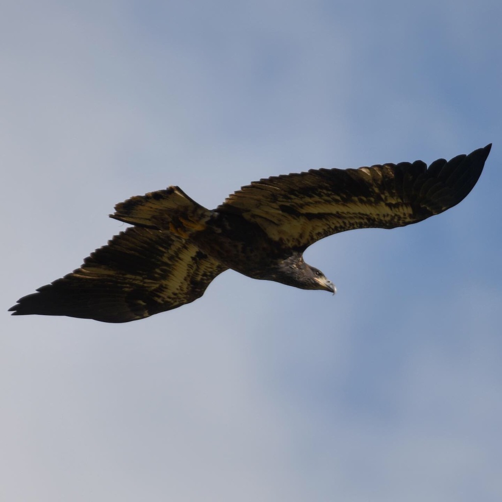 View from below of a dark golden eagle flying toward the right of the viewer. 
